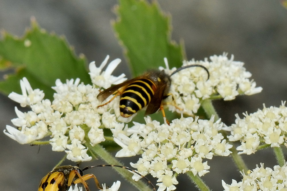 Dolichovespula norwegica maschio (Vespidae)